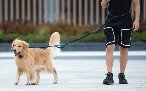 This $19 Hands-Free Dog Leash Makes Long Walks With a Dog Who Pulls Bearable (for Both of Your)