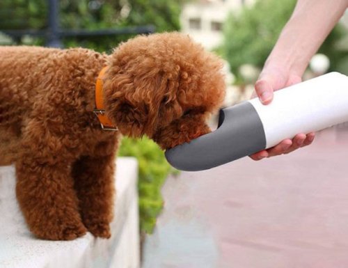 Keep Your Pooch Hydrated On the Go With a Dog Water Bottle