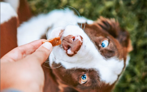 Editor’s Choice: The 8 Best Healthy Dog Treats That Pups and Pet Parents Will Both Love