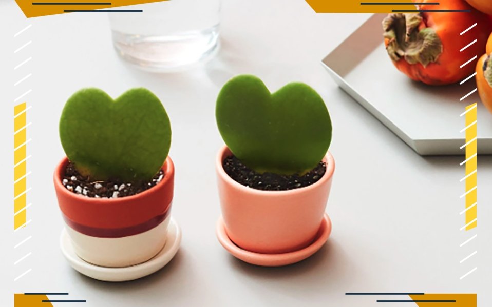 These Adorable Mini Heart-Shaped Succulents Are the Perfect Valentine’s Day Gifts for 2021