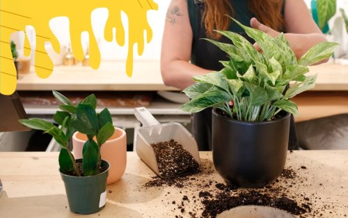 How to Repot a Plant, According To a Professional Plant Repotter