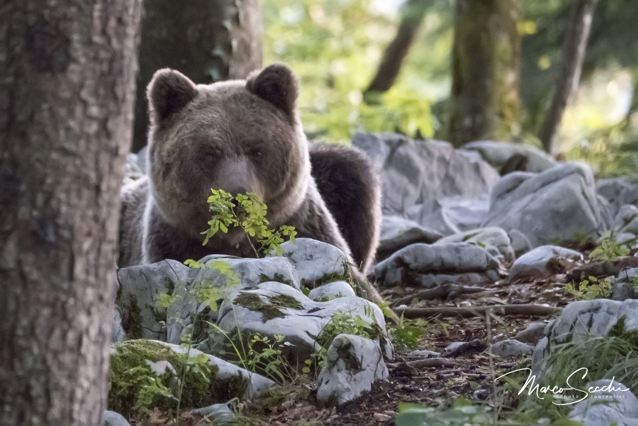 Photographing Wild Bears in Slovenia
