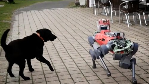 Wissen Webvideos - Warum ein ETH-Roboter auf Wanderung geht - Play SRF