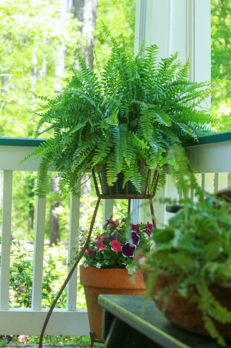 Fern Care: How to Keep Ferns Healthy and Green