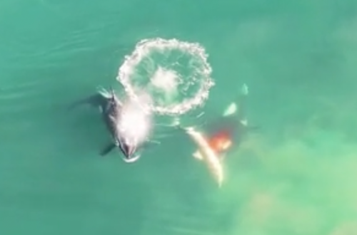 Watch Rare Footage Shows Orcas Killing Great White Shark Flipboard