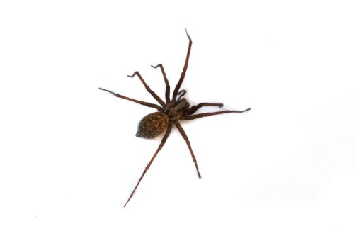 How to treat a spider bite and symptoms to look out for