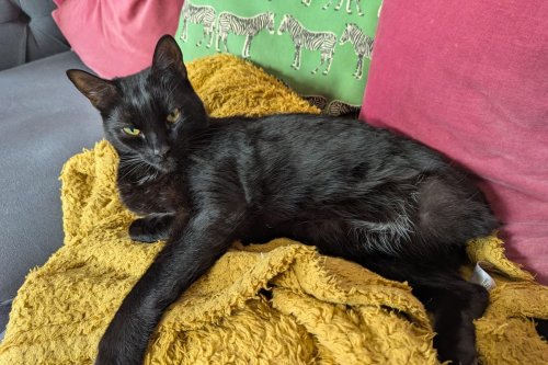 Cat who made it home after being hit by train recovers from major surgery