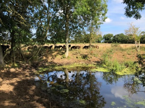 Regenerative farming and rewilding deployed to help climate and wildlife