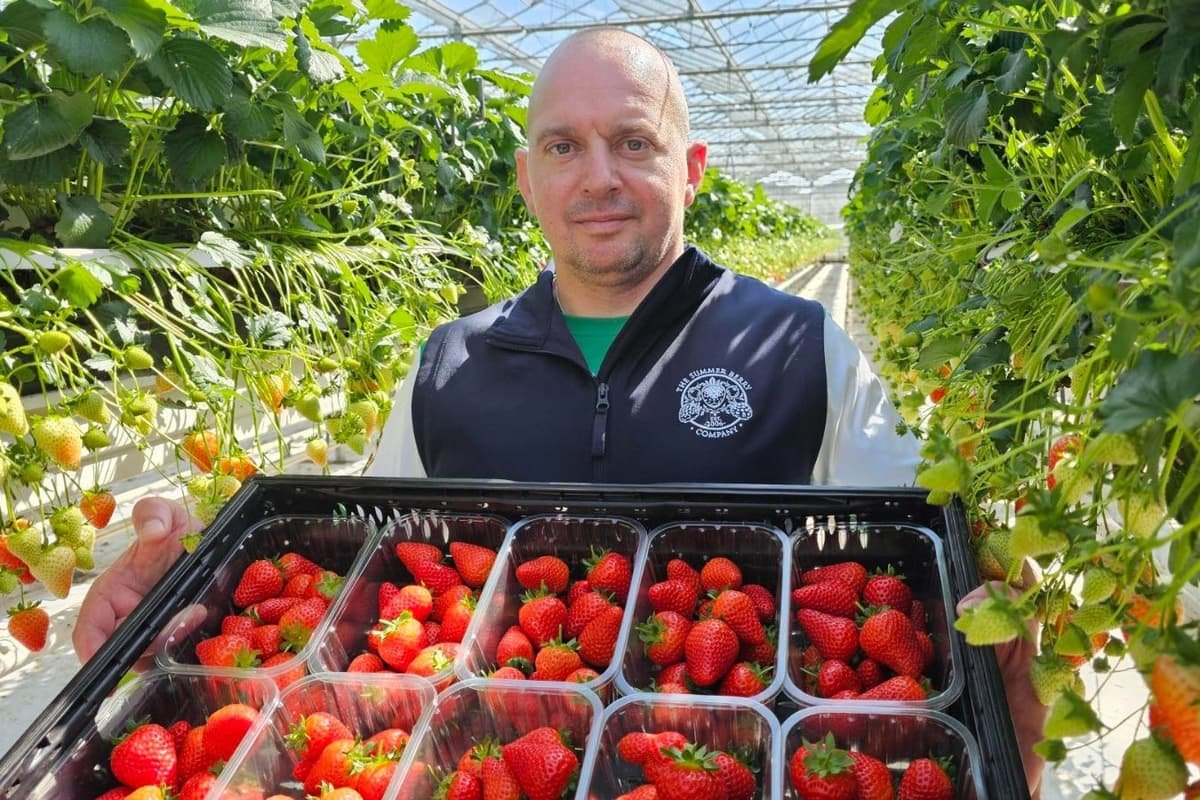 Fine weather helps produce glut of British-grown strawberries in time for Easter
