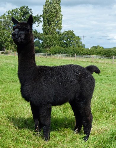 Boris Johnson called on to stop the ‘slaughter’ of stud alpaca Geronimo