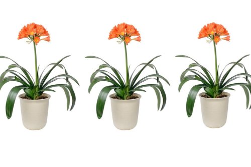 This houseplant will flower when Brits most need colour at home
