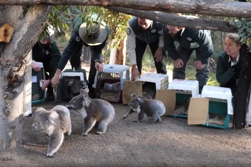 Koalas return home to Australian bush after devastating summer fires