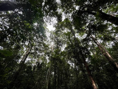 Failure to save the Congo Basin forest ‘would mean world loses climate fight’