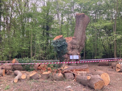 Toby carvery owner could have to pay over £1million for hacking back ancient oak