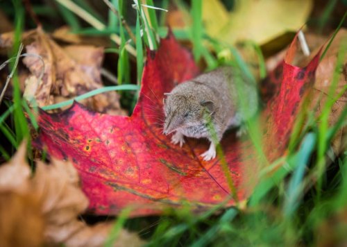 What is Langya? The new zoonotic virus infecting people in China