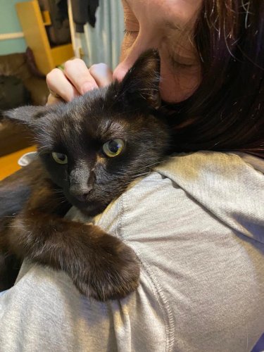 Woman reunited with missing cat after overhearing meow on phone call