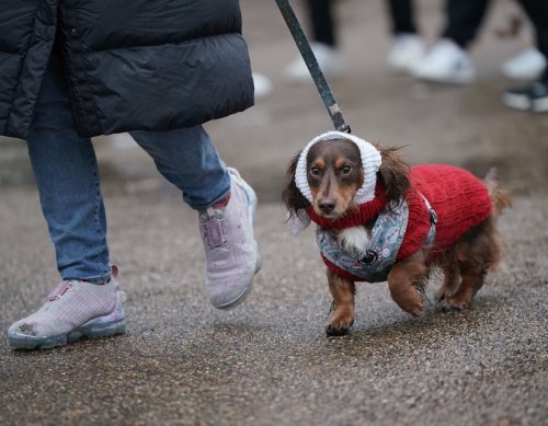Auf wiedersehen, pet? Sausage dogs could be banned in Germany