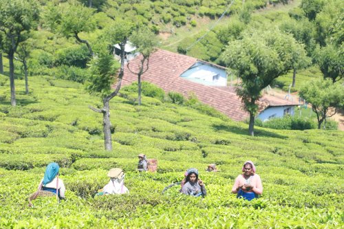 Fairtrade flags ‘window of opportunity’ to drive systemic change for tea farmers