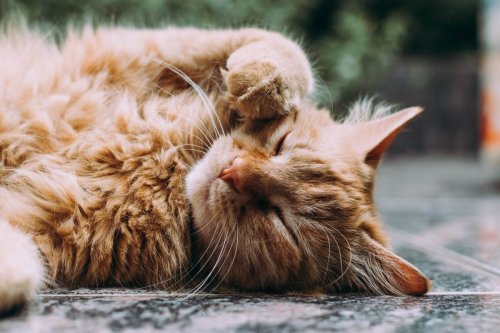 International Cat Day: We round up the cutest social posts to celebrate