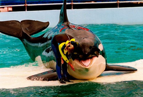Oldest orca in captivity, Lolita, to be released into the wild after more than 50 years