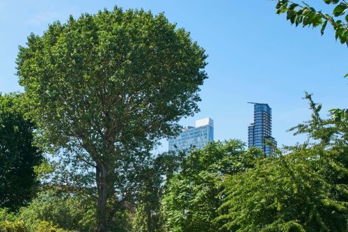London should learn lessons from Sweden to save its trees from climate change threat, says expert