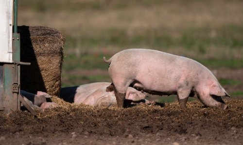 CO2 shortage could force pig farmers to slaughter animals