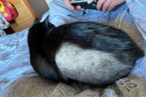 Warning to London pet owners after 50 ‘petrified’ cats shaven