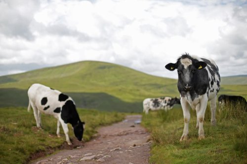 Supermarkets pledge to keep sourcing meat from British farms after US trade deal