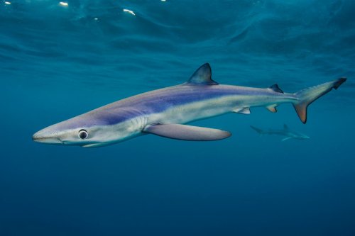 Woman ‘bitten’ by blue shark says ‘scary’ snorkel trip shouldn’t ruin wild animal’s reputation