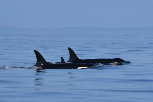 Tech & Science Daily: The killer whale duo’s Great White shark killing spree