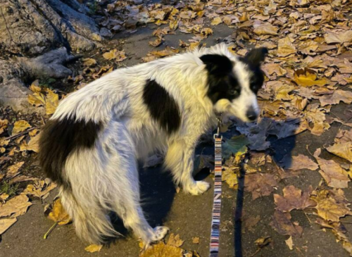 Ex-BBC journalist’s beloved dog who went viral last year dies aged 14