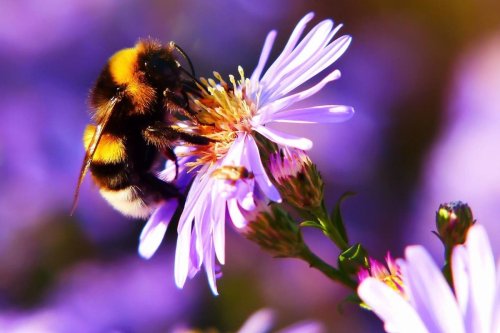 When is World Bee Day and what's it about?