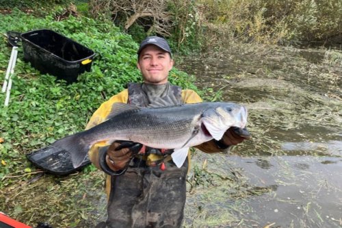 10lb sea bass caught in Channelsea river in London is testament to water clean-up