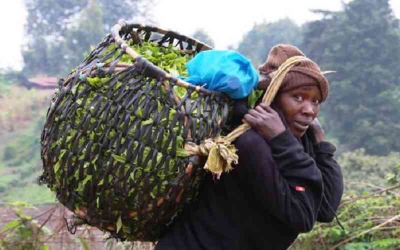 KTDA blames tough market conditions on lower bonus payment