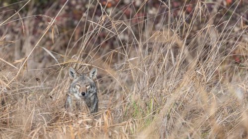 Can you shoot coyotes in Fort Worth? Here’s why we see so many of them