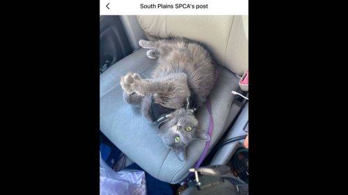 Cat in shelter is more like a dog ‘in all the best ways’ — and a ‘bit of a diva’