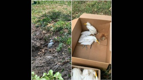 84 egrets killed after workers cut down protected bird nests in Texas neighborhood