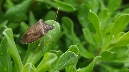 Why do stink bugs love Texas? Here’s how to get rid of them if they’re around your house