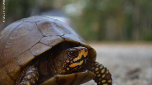International reptile smuggler caught taking over 1,000 turtles from Oklahoma, feds say