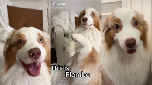 Flambo the talking dog steals millions of hearts on TikTok. Watch him show his genius