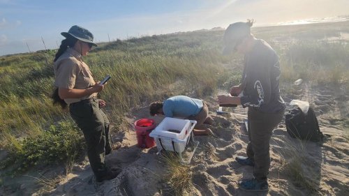 For first time in 10 years, a Kemp’s Ridley sea turtle nest was found on Texas beach