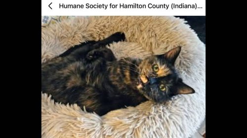 15-year-old cat left ‘confused’ after being surrendered to shelter. ‘Just too much’