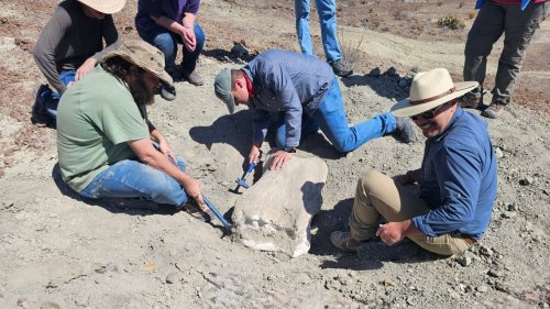 Huge fossil from one of the largest dinosaurs found in Texas national park