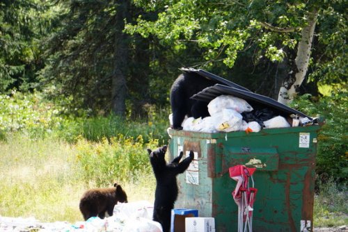 Bear killings skyrocket as garbage, birdfeeders draw them into conflict