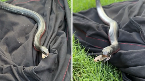 Horror as unlikely animal 'pops out' of venomous snake's mouth
