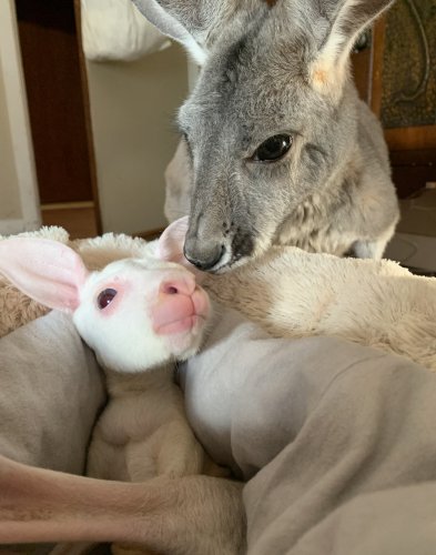 Rare all-white kangaroo rescued from mother's pouch