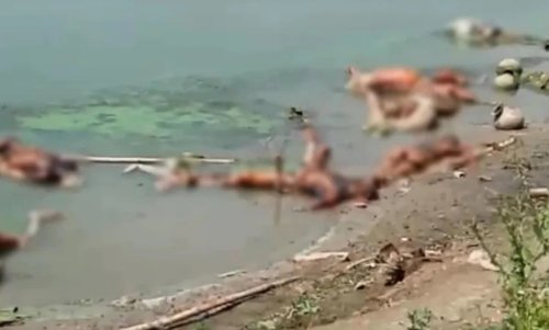 Dead Bodies Floating in the Ganga Paint an Apocalyptic Picture of Second Wave of COVID-19 in Uttar Pradesh and Bihar