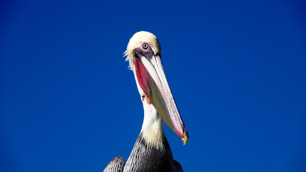 Redondo Beach pelican