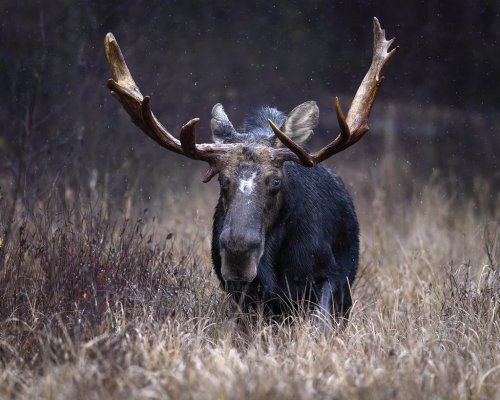 Bull Moose, Ontario