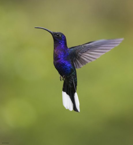 A violet sabrewing hummingbird in flight